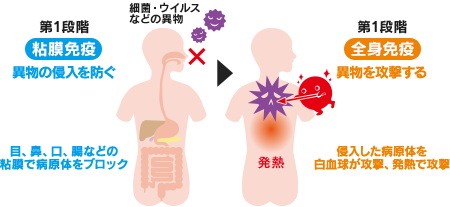 粘膜とは何？