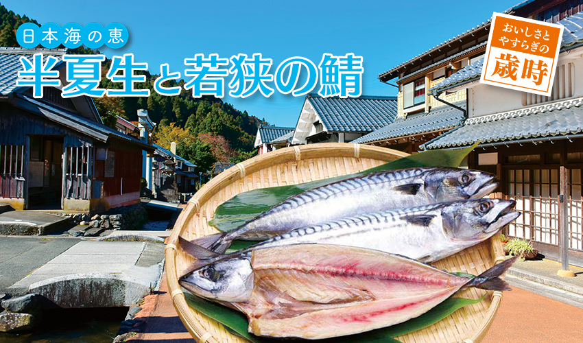 日本海の恵 半夏生と若狭の鯖