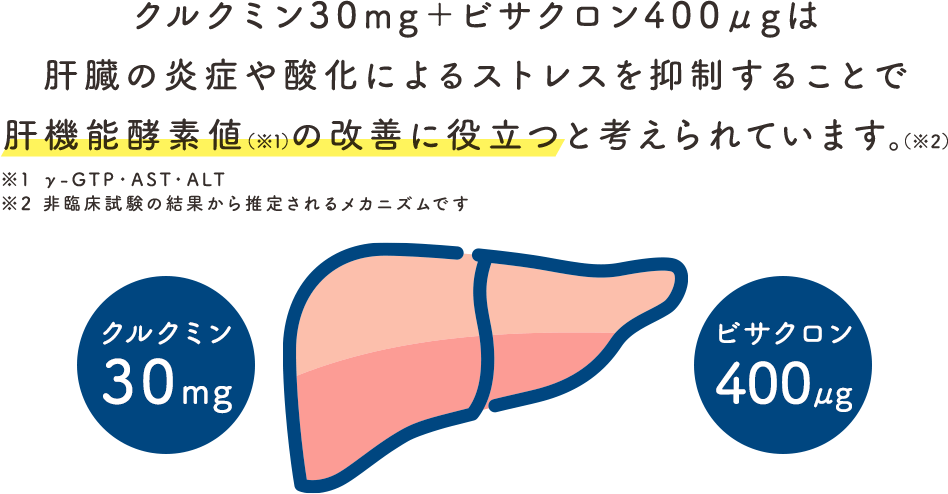クルクミン30mg＋ビサクロン400μgは、肝臓の炎症や酸化によるストレスを抑制することで、肝機能酵素値の改善に役立つと考えられています（※非臨床試験の結果から推定されるメカニズムです）。