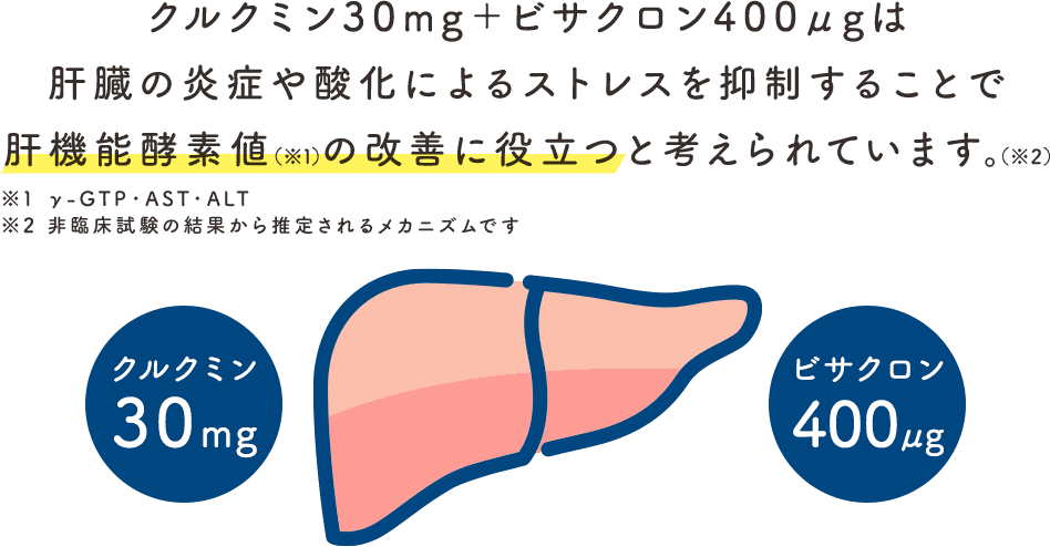 クルクミン30mg+ビサクロン400μgは、肝臓の炎症や酸化によるストレスを抑制することで、肝機能酵素値の改善に役立つと考えられています(※非臨床試験の結果から推定されるメカニズムです)。