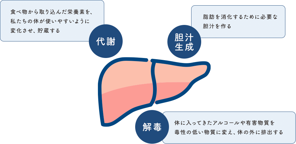 【代謝】【解毒】【胆汁生成】