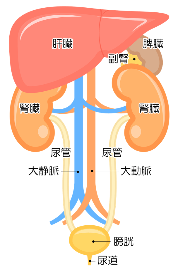 肝臓は腹部の右上にあり、体内で最も大きな臓器
