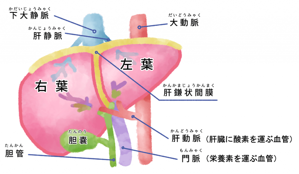 肝臓は栄養を運ぶ門脈と酸素を図る冠動脈の日本の血管がつながっている。また胆管で胆汁を生成する
